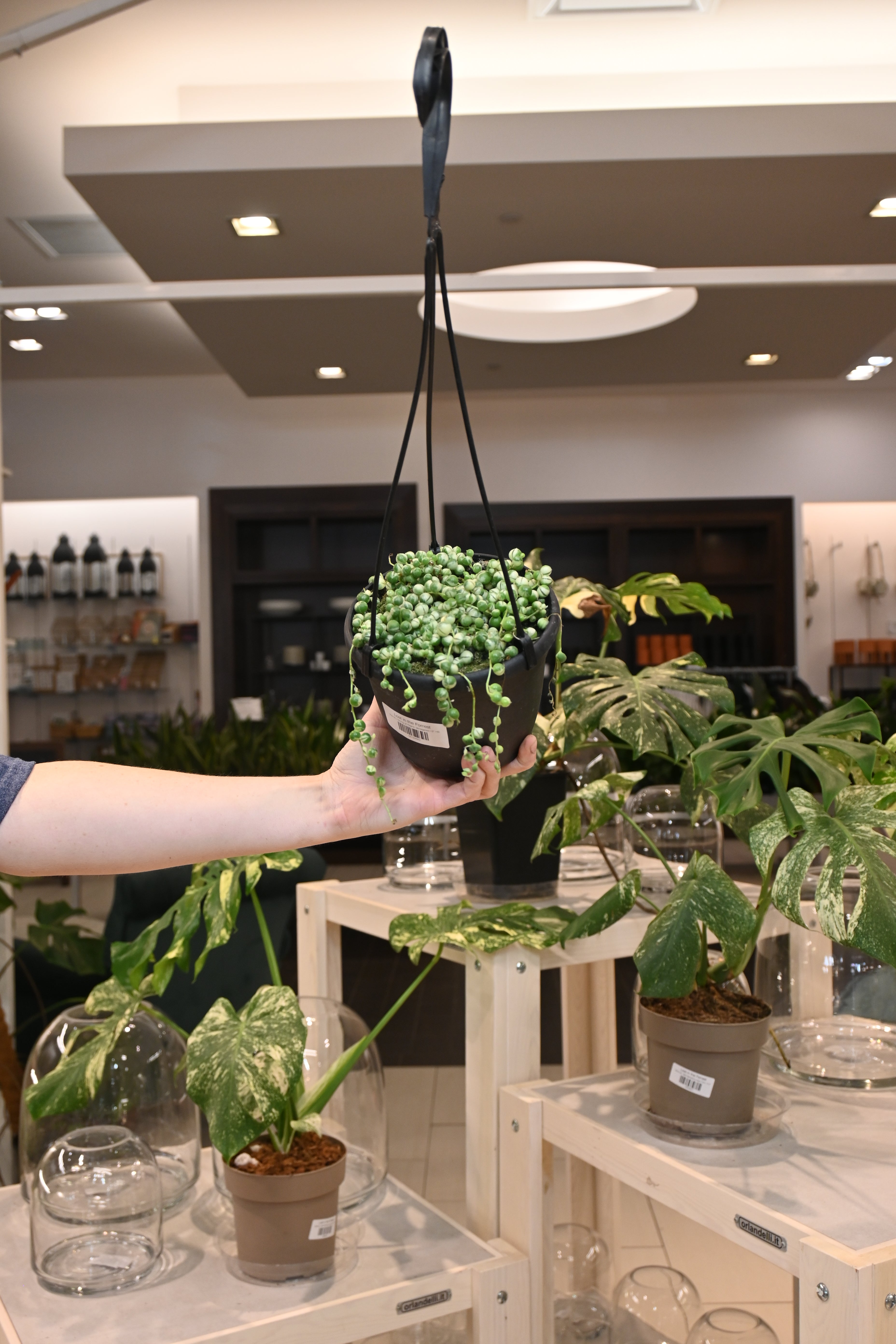 String of Pearls Variegated