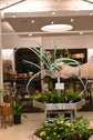 Air Plants Assorted