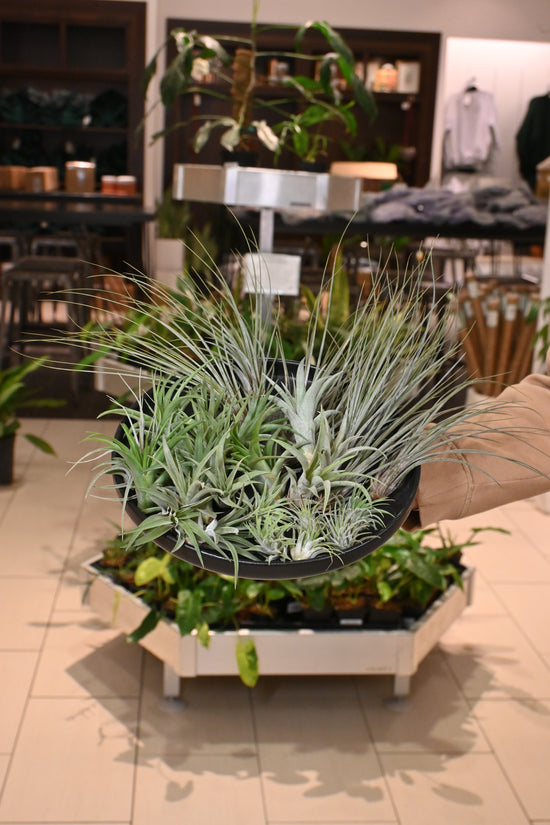 Air Plants Assorted