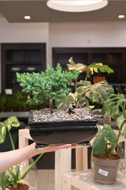 Bonsai Garden - Assorted