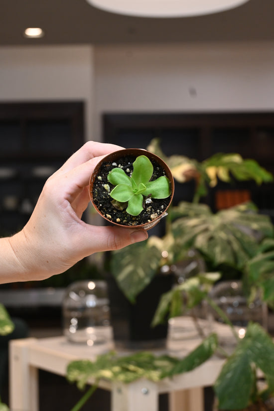 Pinguicula Butterwort