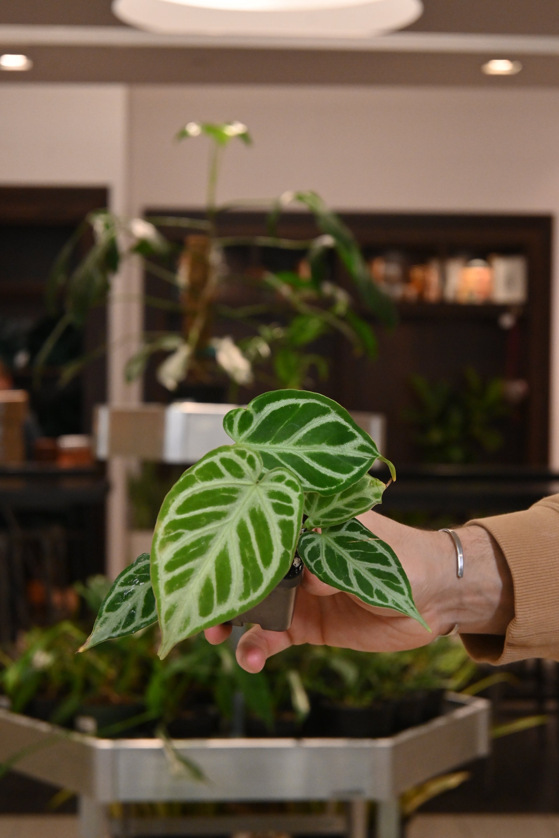 crystal hope anthurium Anthurium Crystal Hope