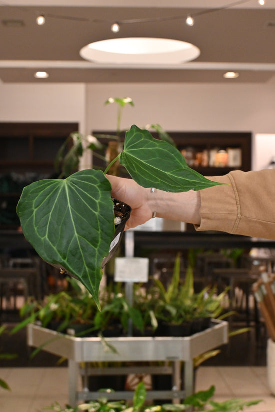 Anthurium &
