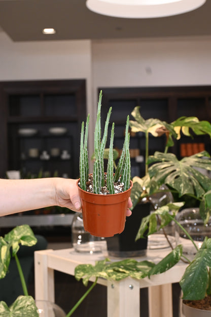 Senecio Stapeliiformis (Pickle Cactus)