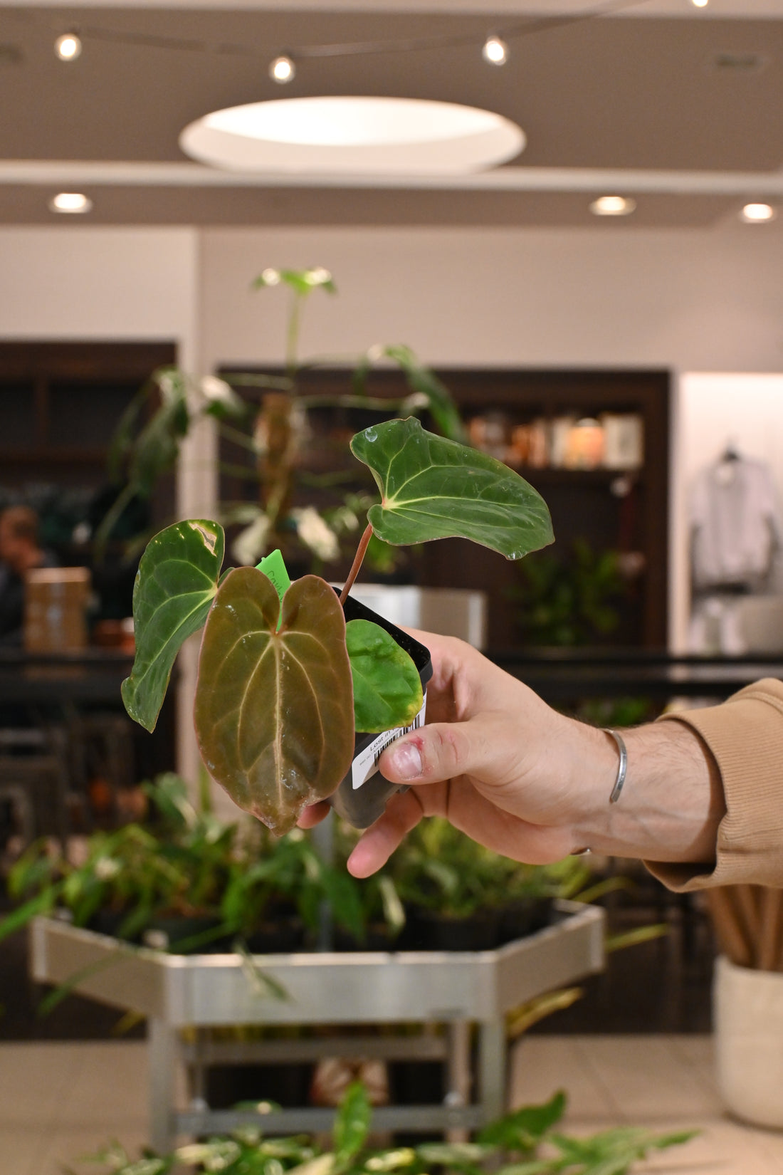 Anthurium Carlablackiae x Papillilaminum