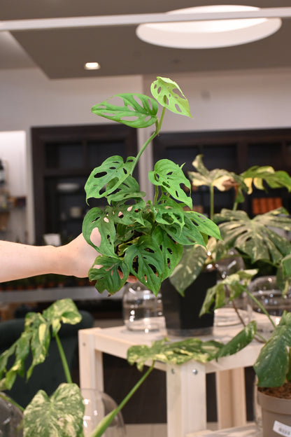 Monstera Esqueleto