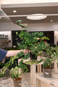 Monstera Esqueleto