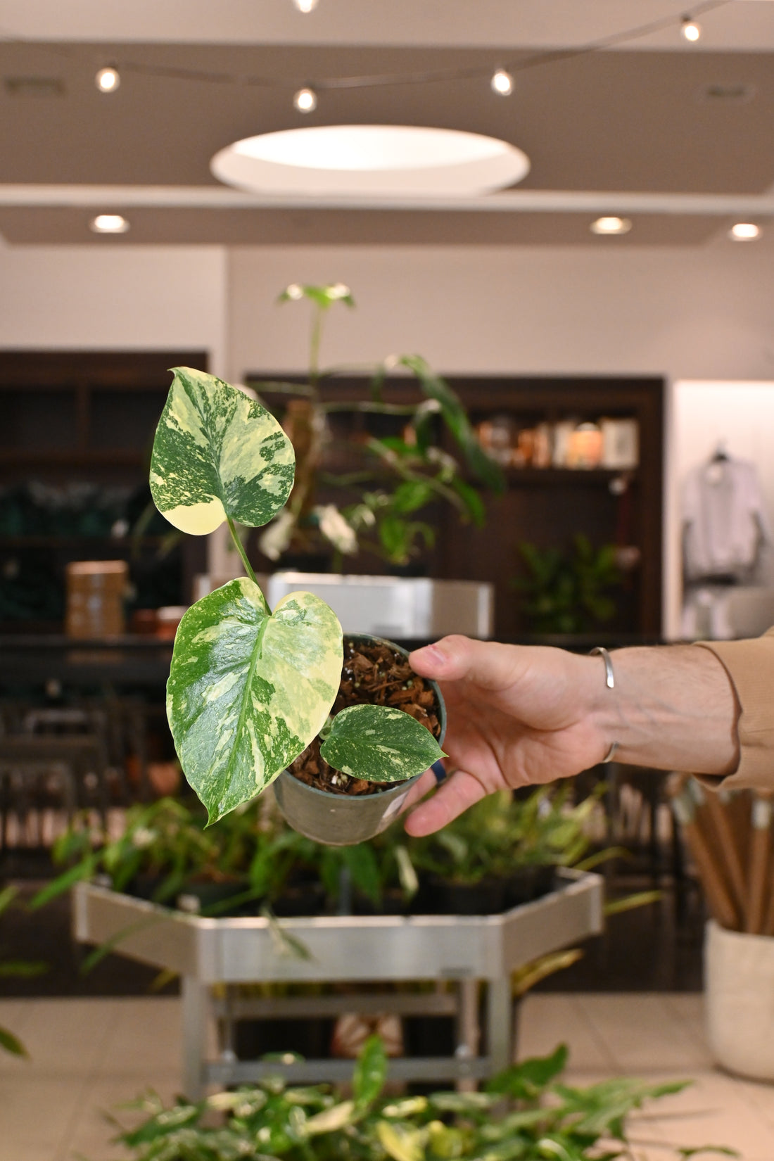 Monstera Crème Brûlée