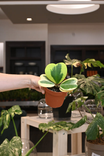 Hoya Kerrii Outer Variegation