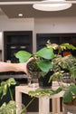 Hoya Kerrii