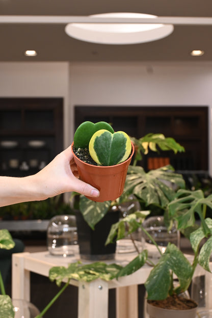 Hoya Kerrii