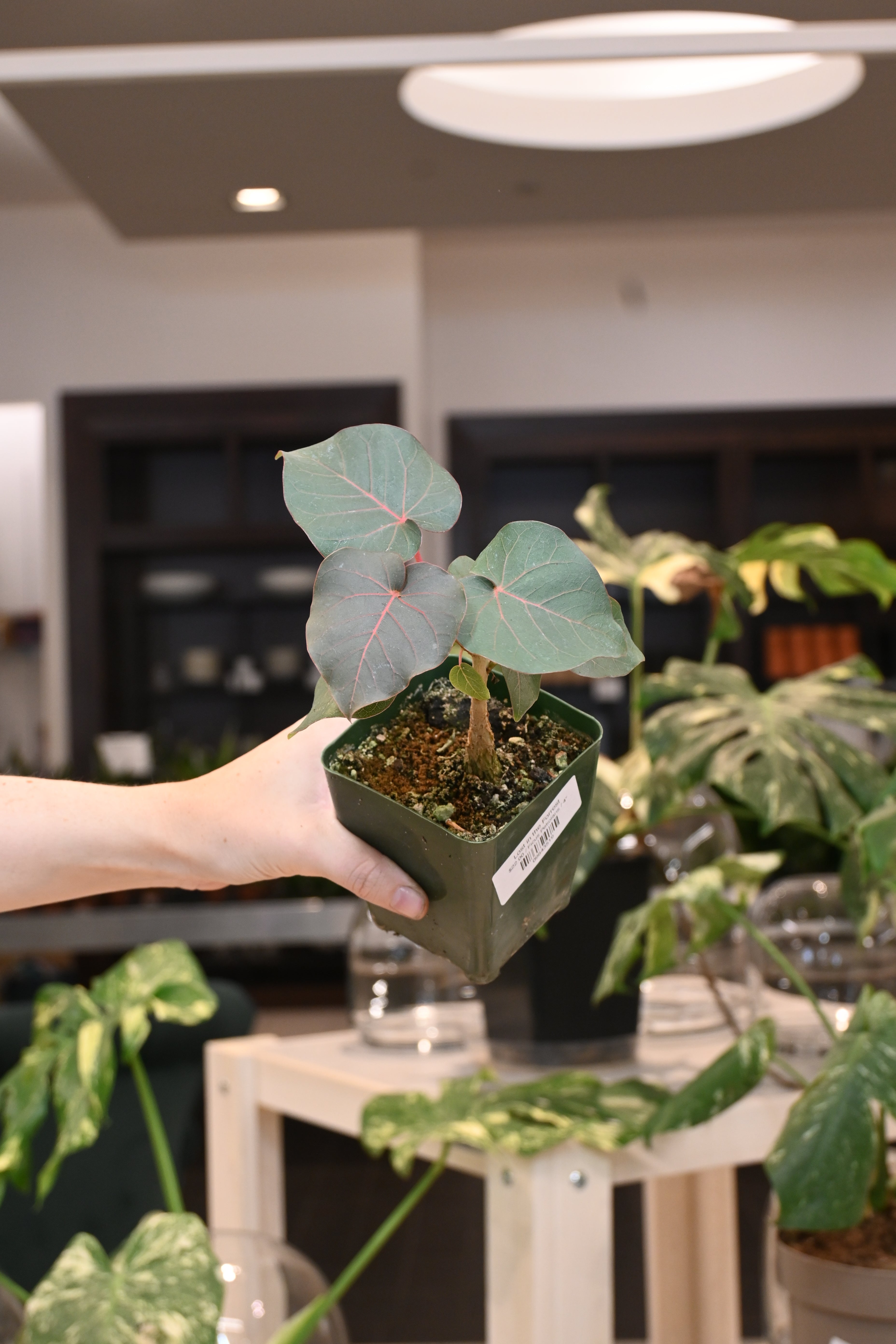 Ficus Petiolaris