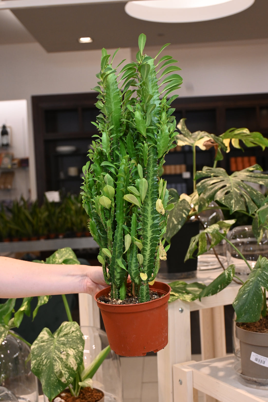 Euphorbia Trigona Green