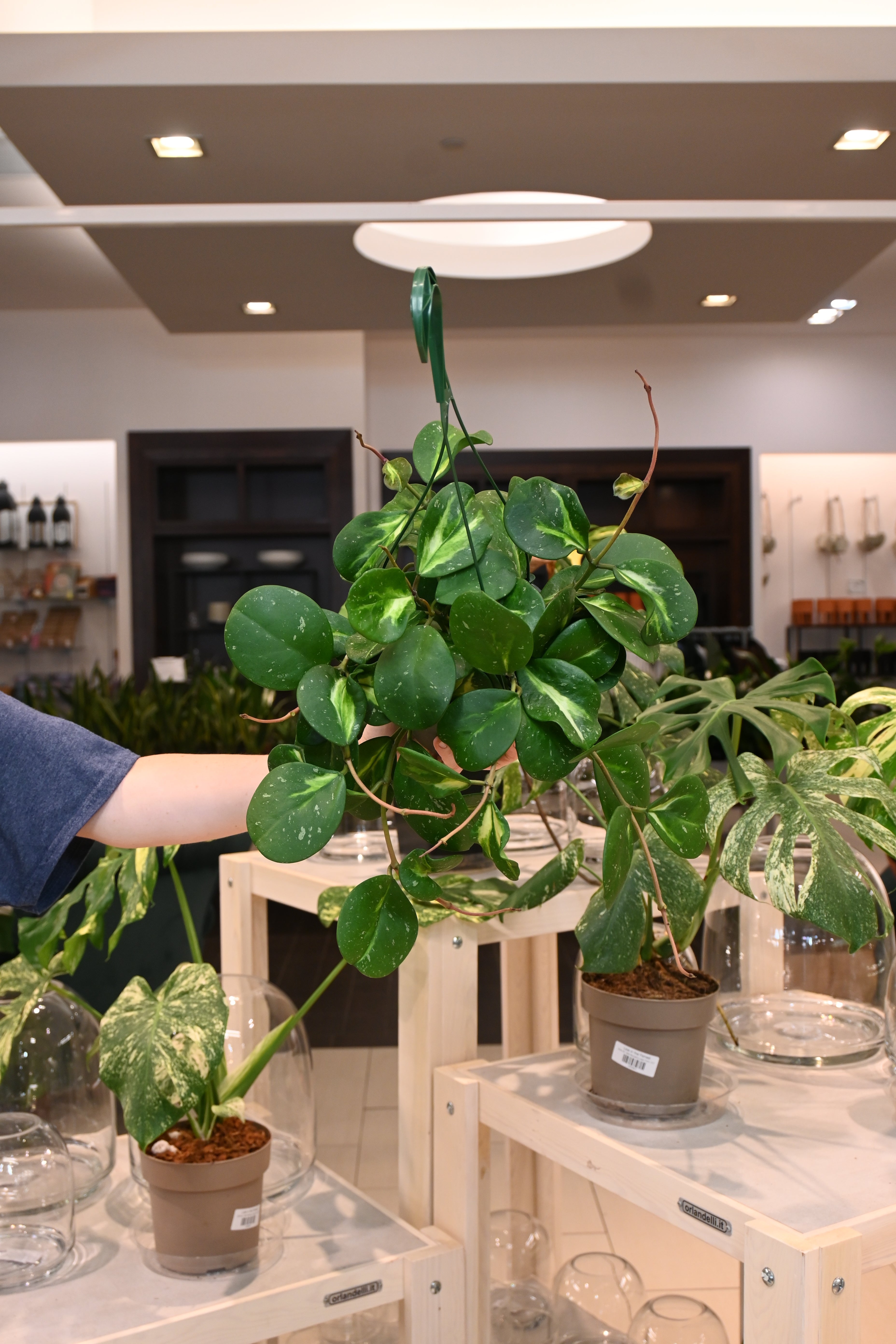 Hoya Obovata Inner Variegated