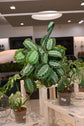 Maranta Silver Band