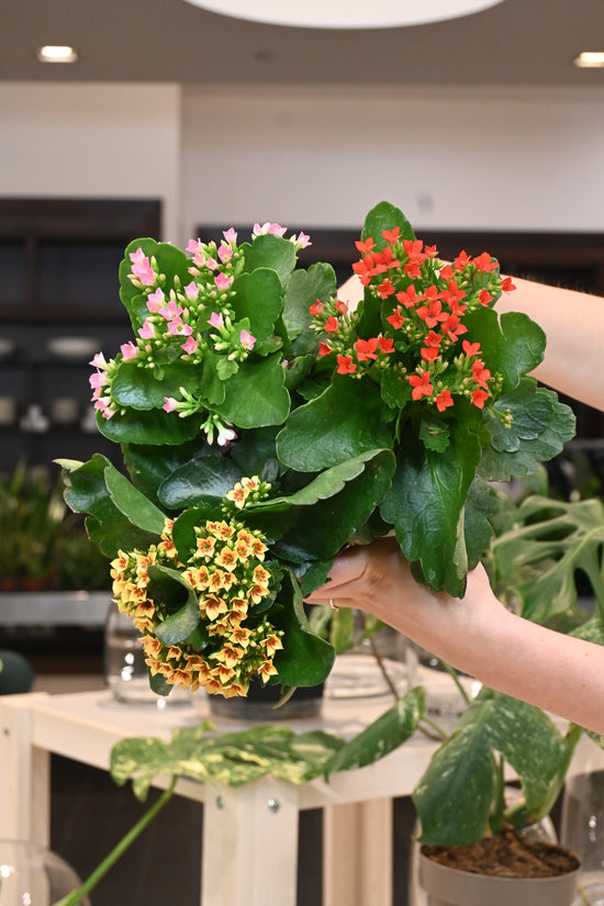 Kalanchoe Assorted