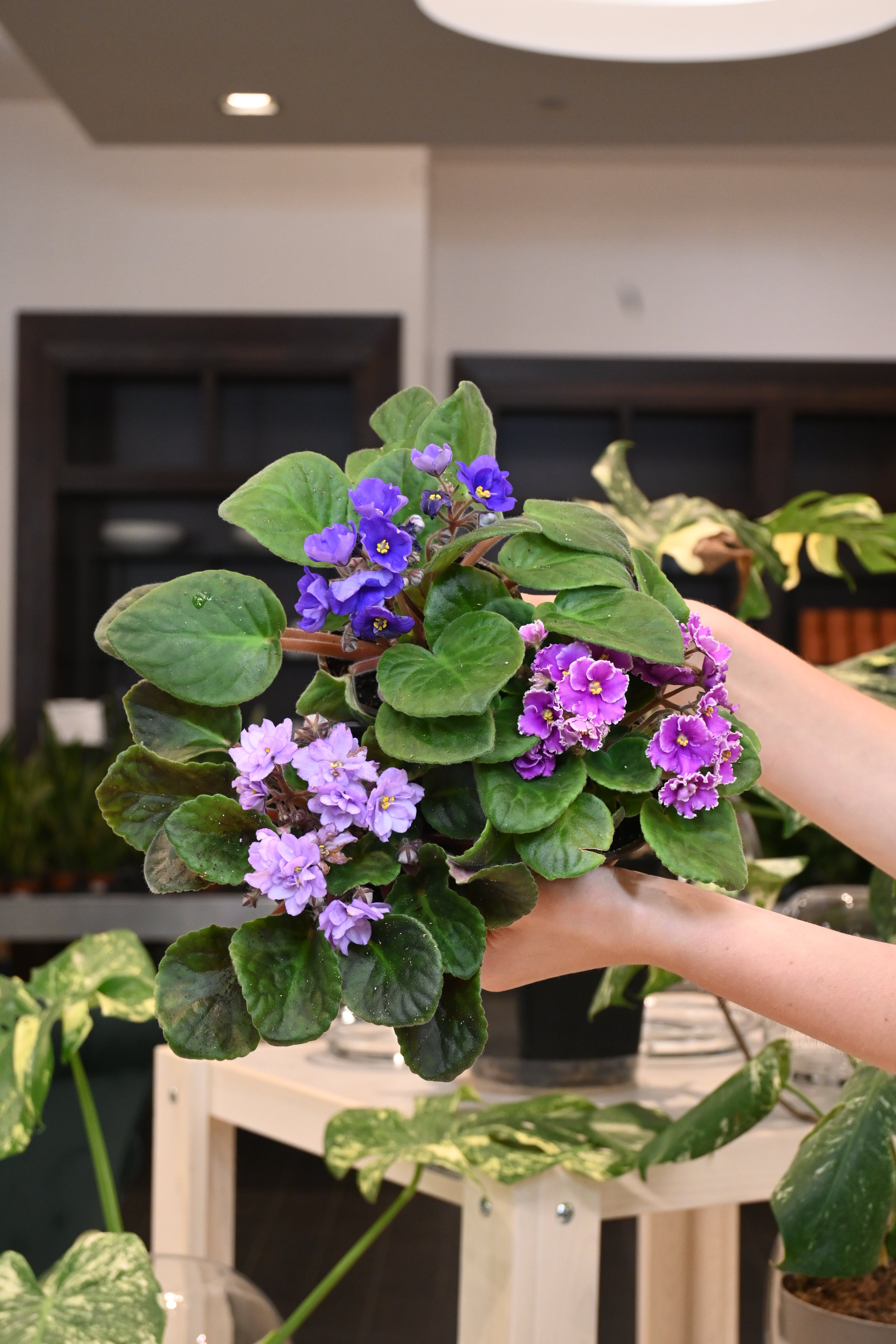 African Violet Assorted