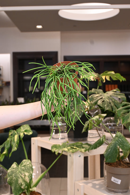 Rhipsalis Floccosa