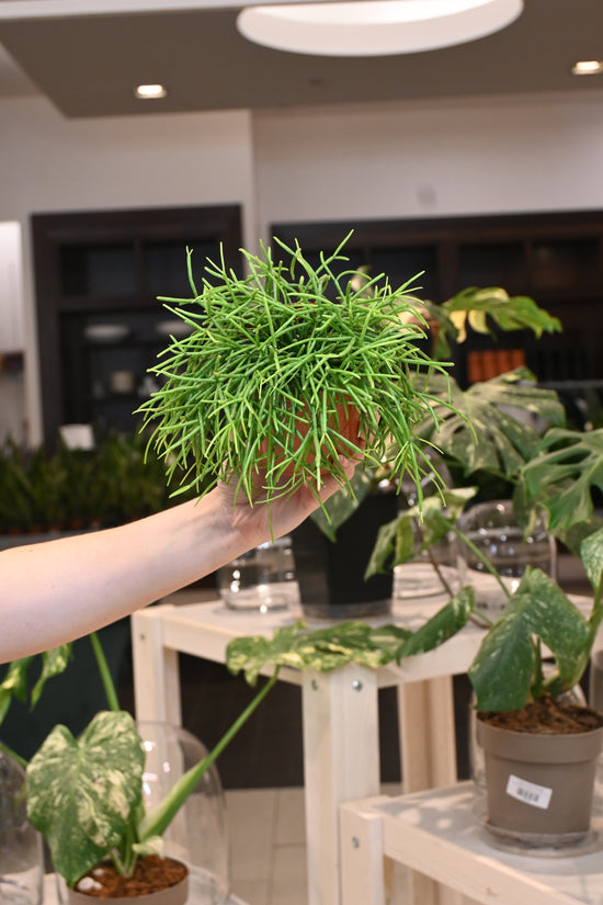 Rhipsalis Cashero