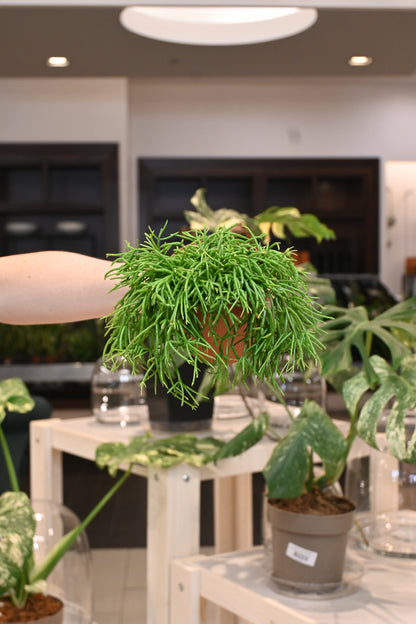 Rhipsalis Baccifera