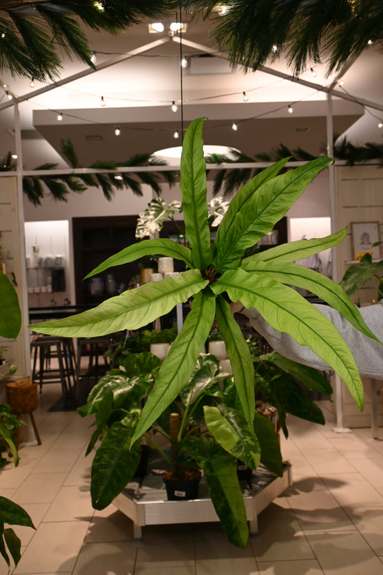 Anthurium Tubtim