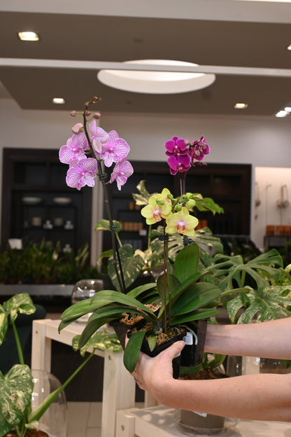 Phalaenopsis Orchid
