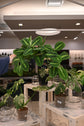 Maranta Lemon Lime