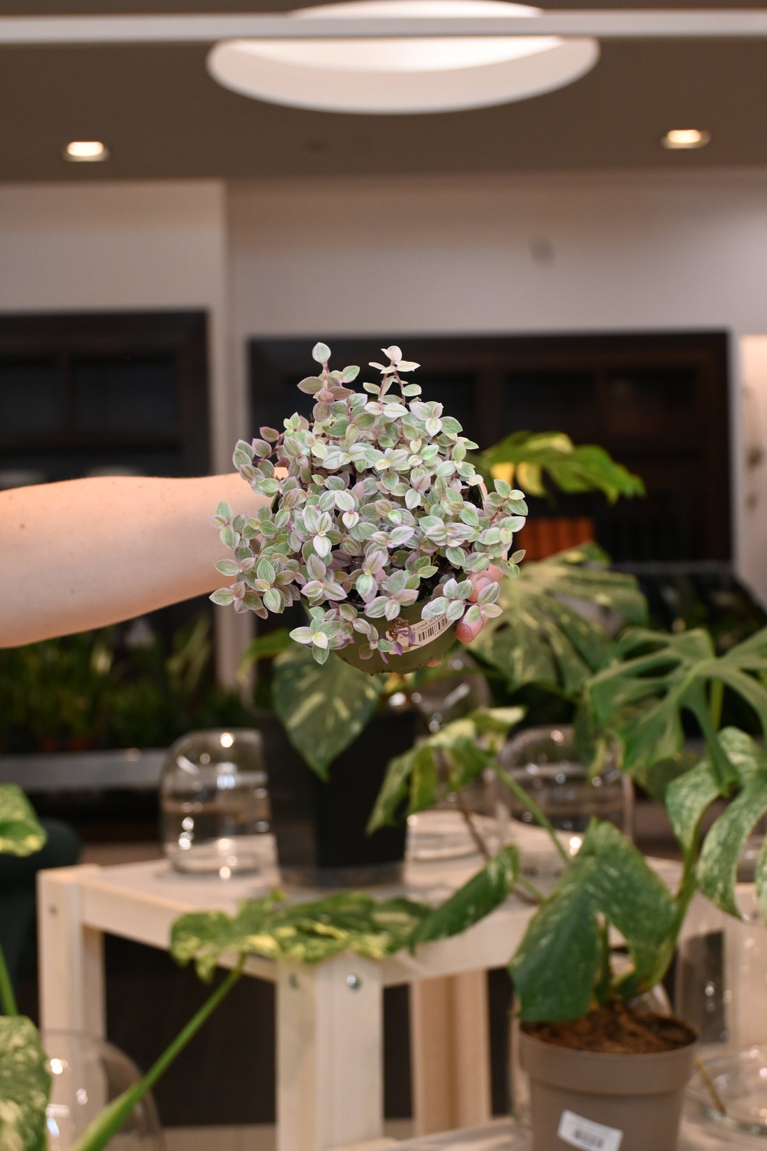 Tradescantia Pink Panther