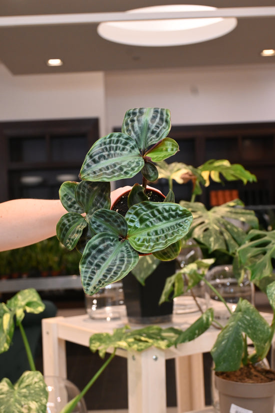 Geogenanthus Poeppigii