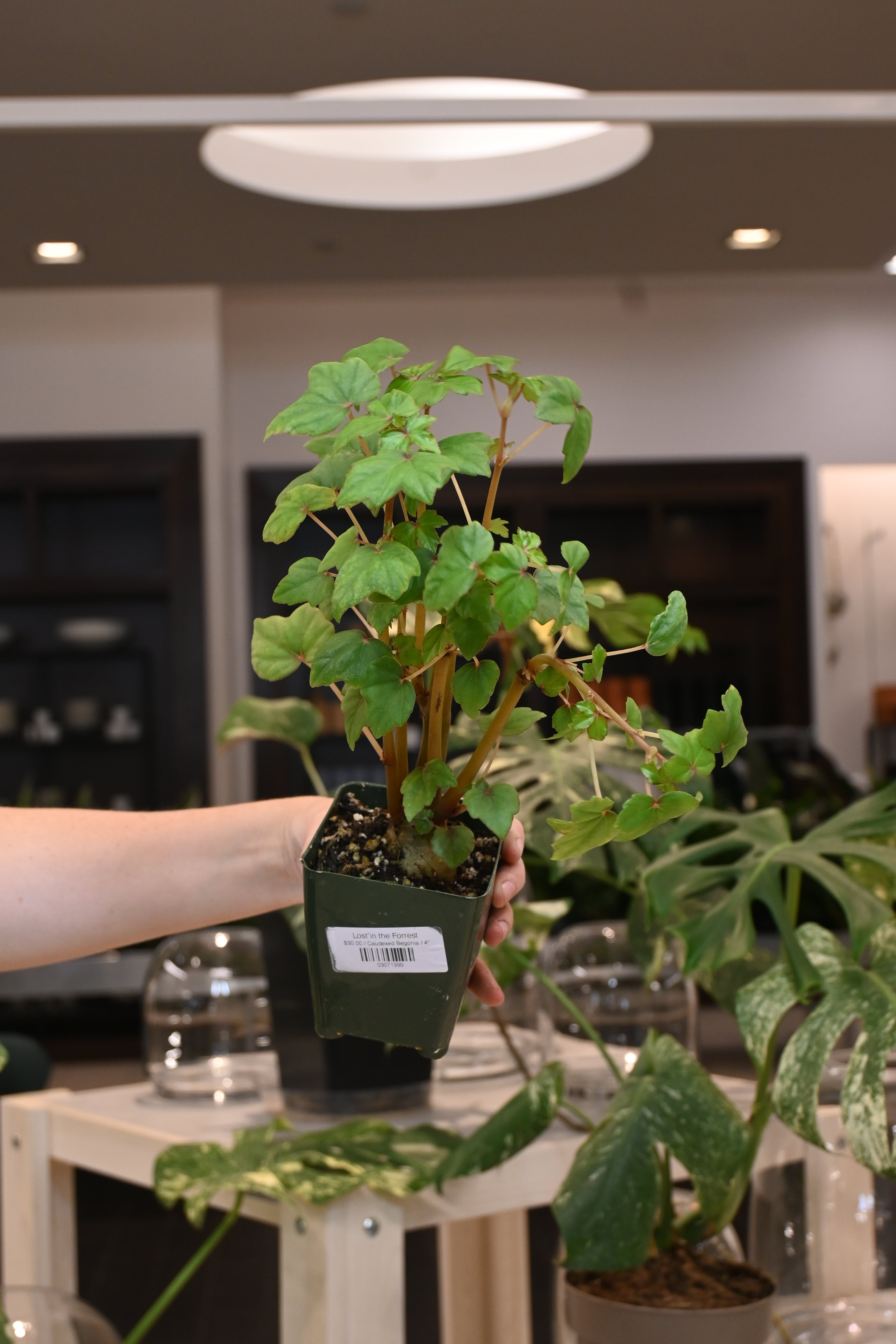 Caudexed Begonia