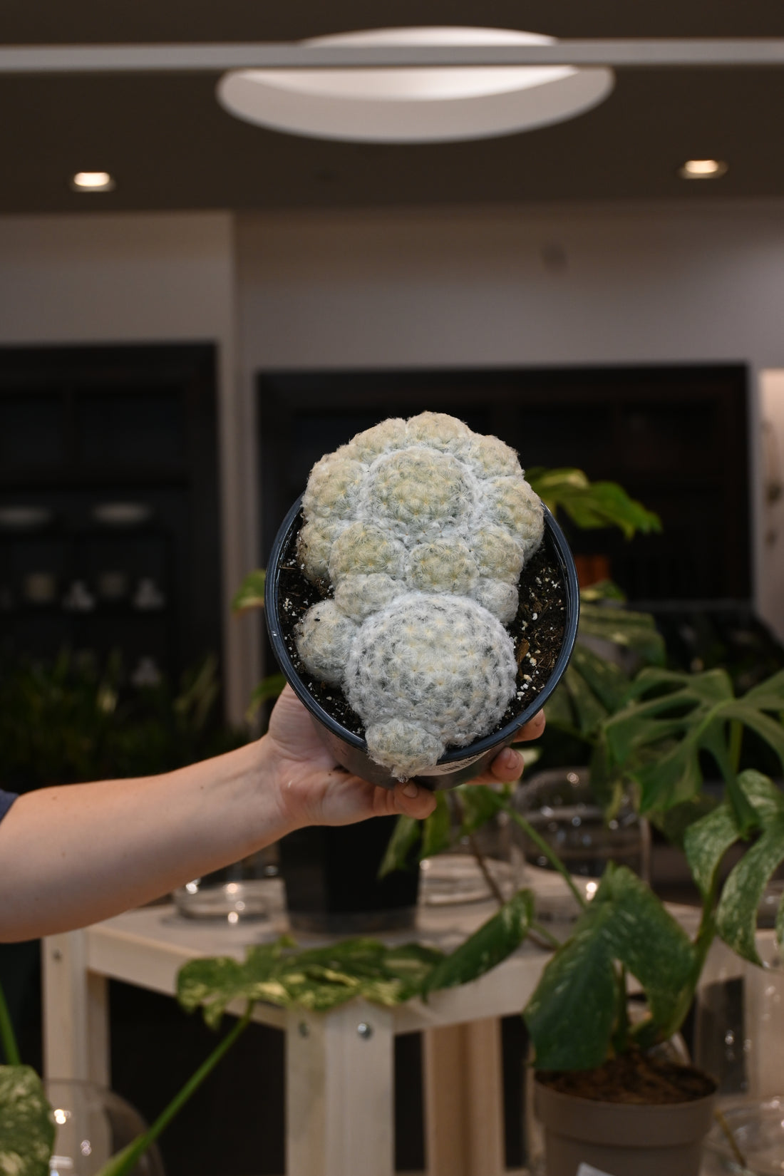 Feather Cactus