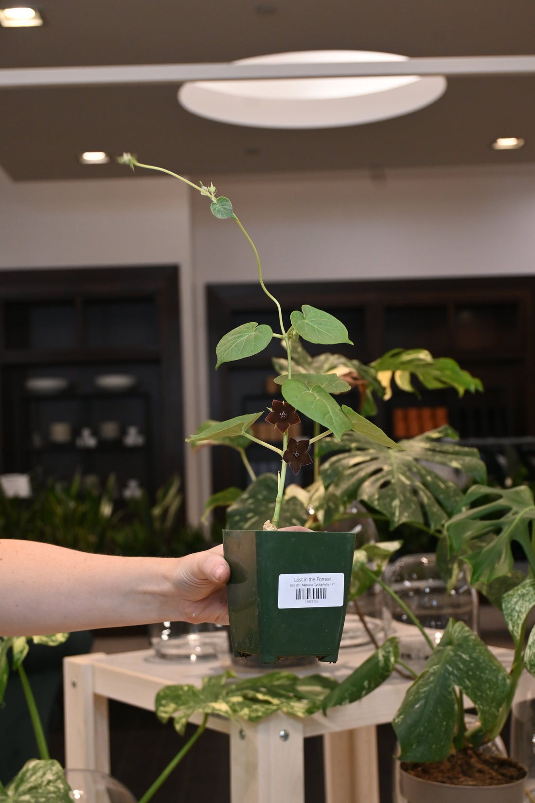 Matalea Cyclophylla