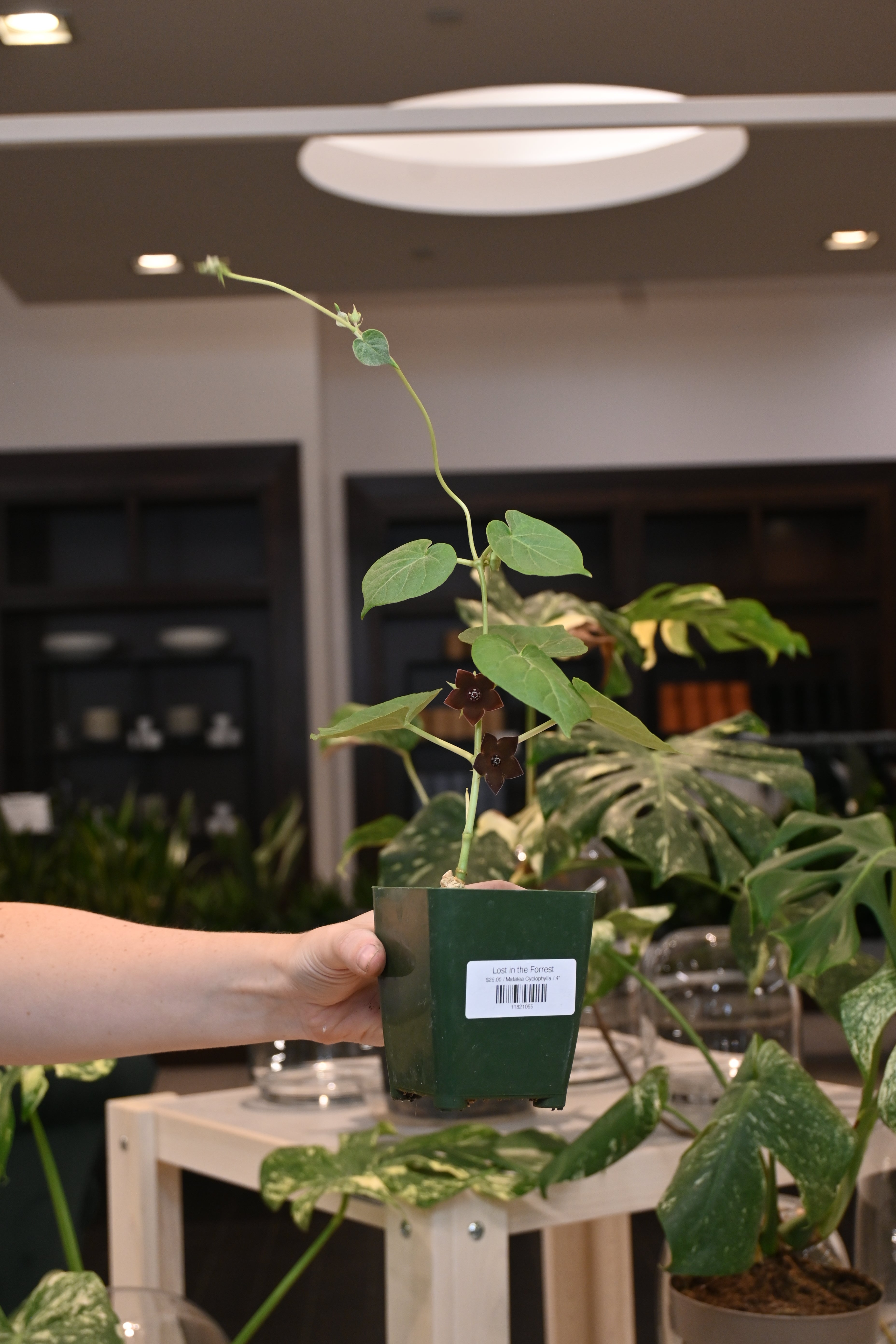 Matalea Cyclophylla