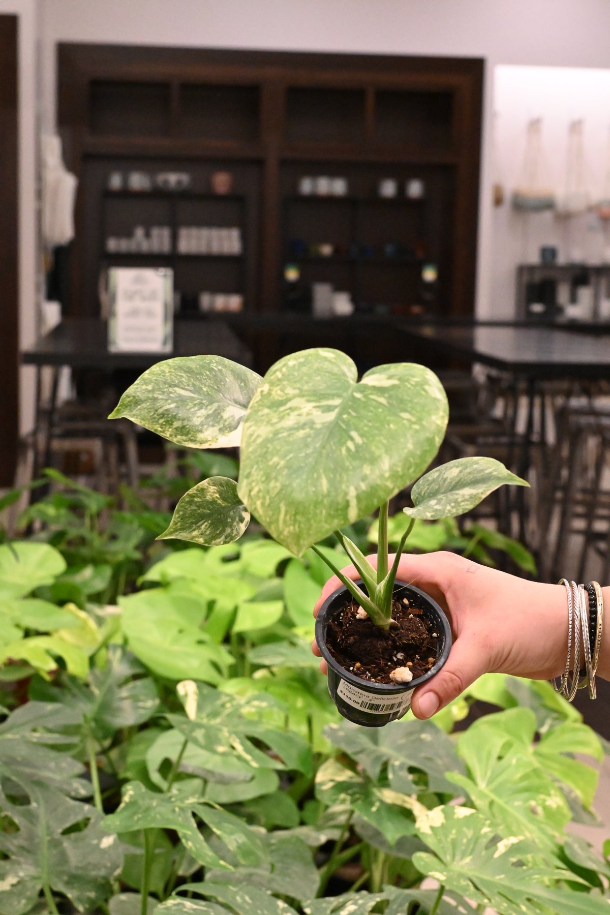 Monstera Deliciosa &