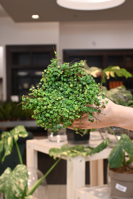 Ficus Pumila Quercifolia