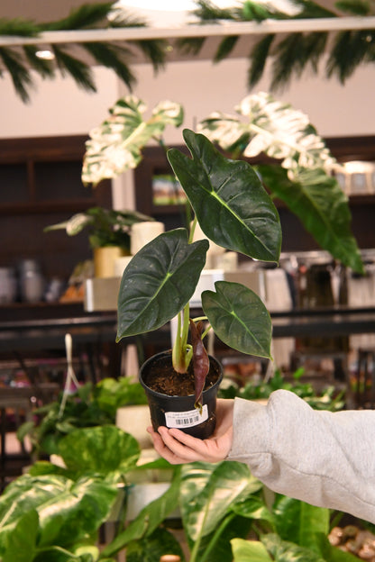 Alocasia Golden Bone