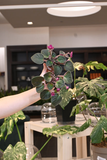 African Violet Assorted