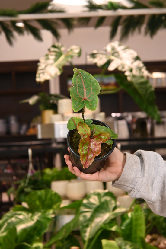 Cyrtosperma Johnstonii