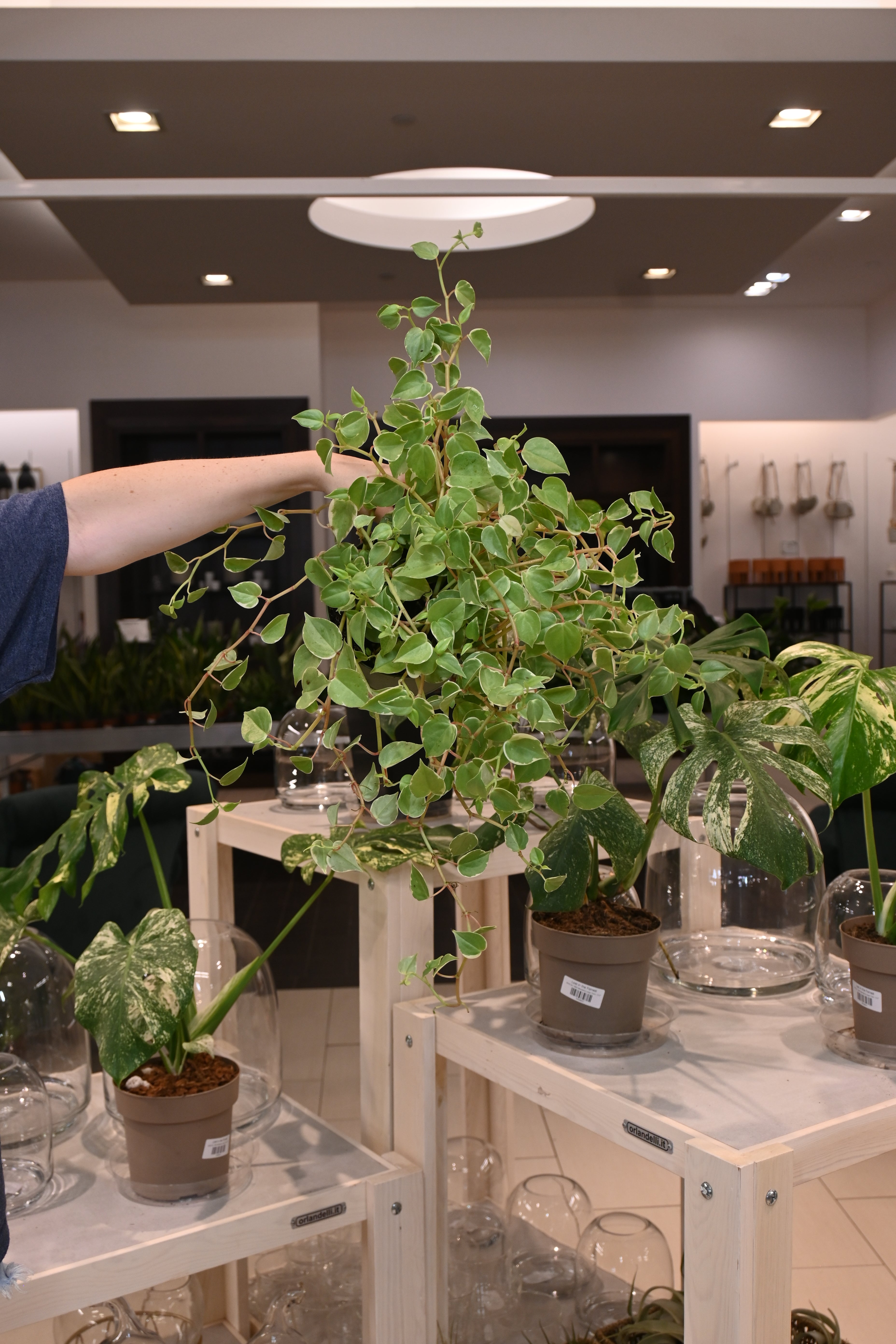 Peperomia Scandens Variegated