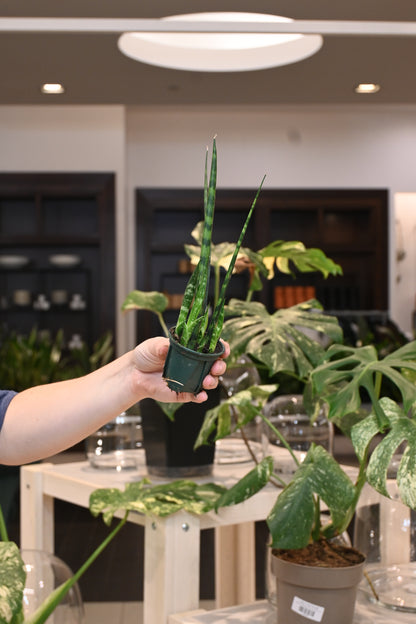 Sansevieria Fernwood Mikado
