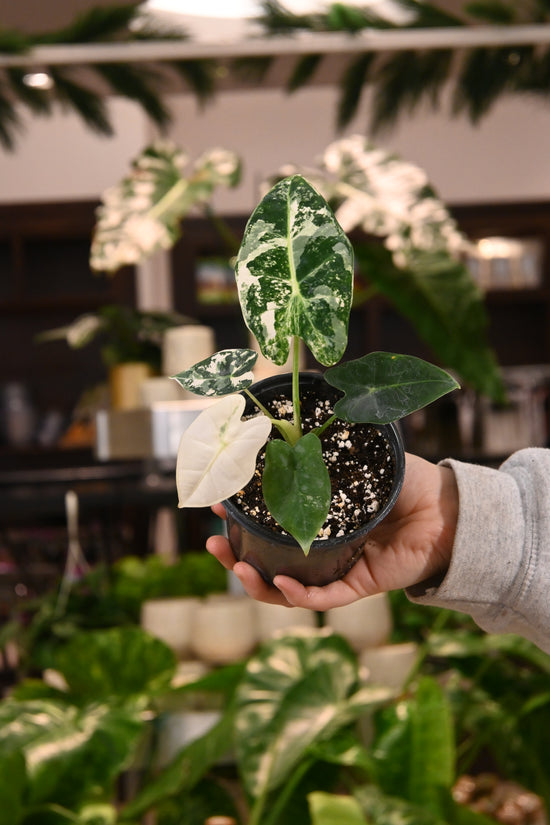 Alocasia Frydek Variegated