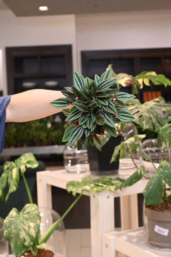 Peperomia &