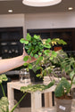Peperomia Hope