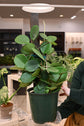 Hoya Obovata