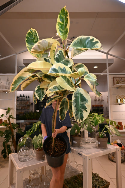 Ficus Tineke
