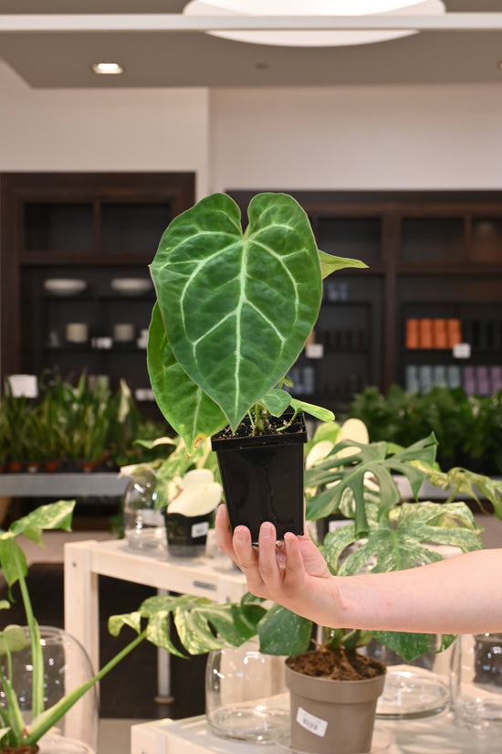 Anthurium Velvet Moira