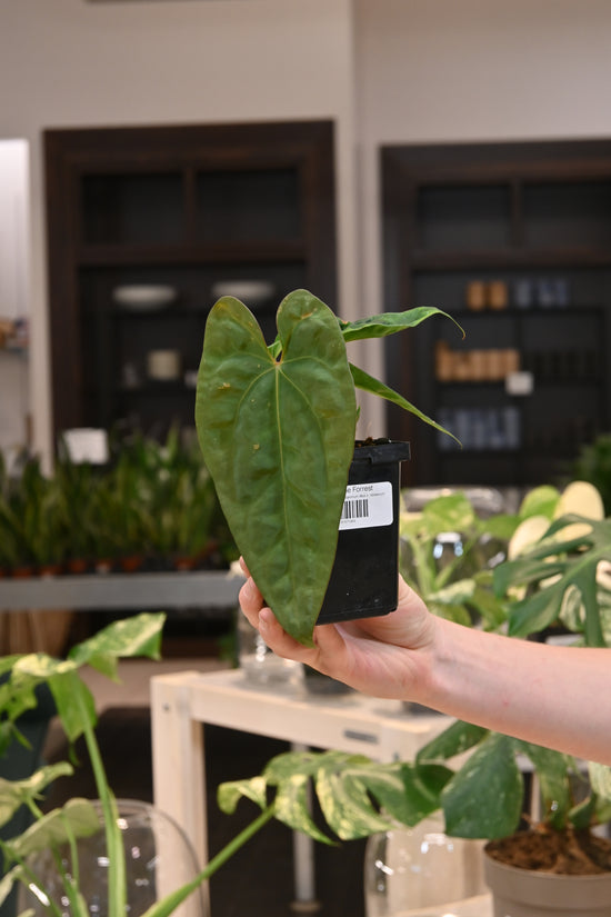 Anthurium Papillilaminum Wu9 x &