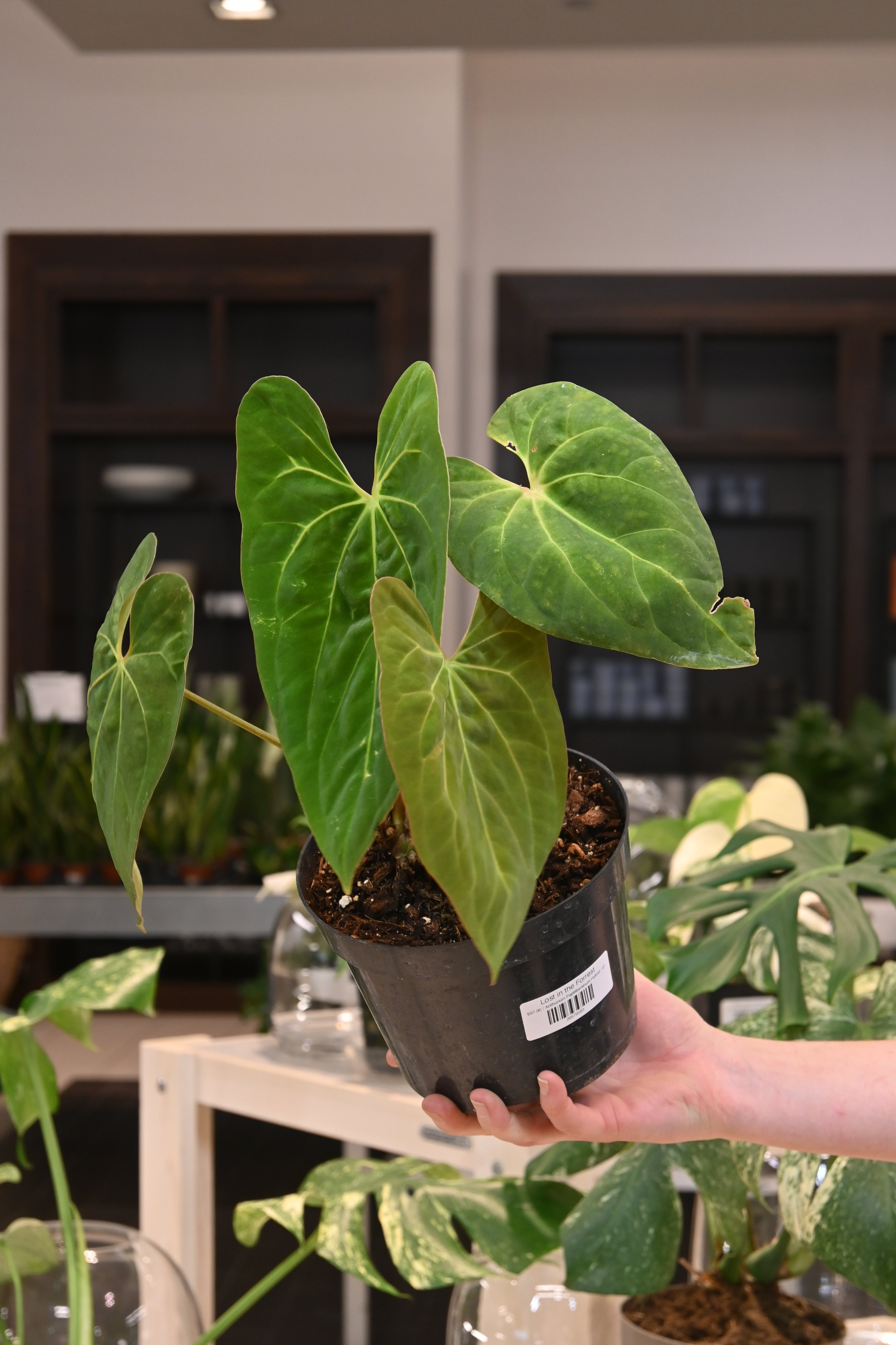 Anthurium Papillilaminum Hybrid