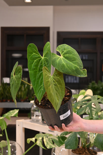 Anthurium Papillilaminum Hybrid