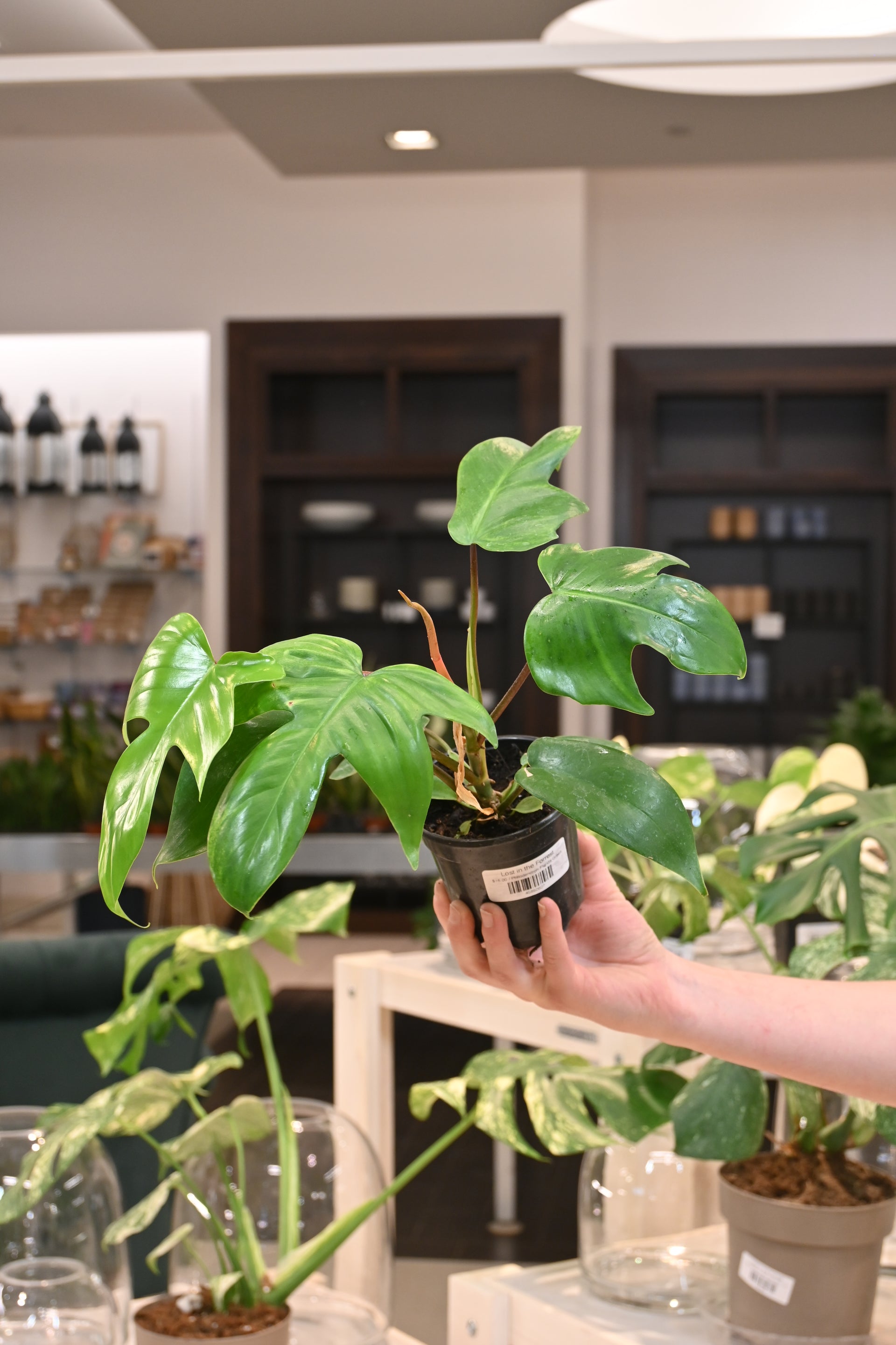 Philodendron Florida Green – Lost in the Forrest